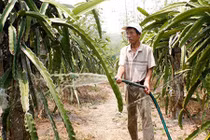 Cụ ông kiếm hàng trăm triệu nhờ biến sỏi đá thành vườn cây đặc sản