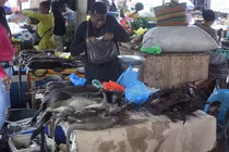 Con người có nhiều nguy cơ nhiễm virus từ động vật như COVID-19