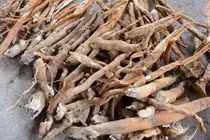 Sự thật cú lừa thế kỷ: Mua thần dược 'sâm cau' giả, trả tiền thật