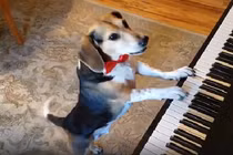 Video: Chú chó tự chơi đàn piano và 'hát' gây sốt cộng đồng mạng