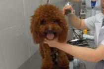 Kiểu nuôi chó sang chảnh của đại gia Việt