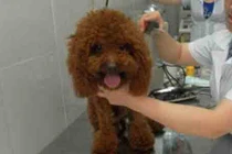 Kiểu nuôi chó sang chảnh của đại gia Việt