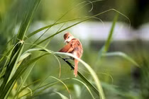 4 con giáp khởi đầu tháng 9 tốt đẹp, tiền vàng ào đến cửa 