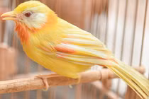 Đại gia cũng không mua nổi chim ngũ sắc độc nhất Việt Nam