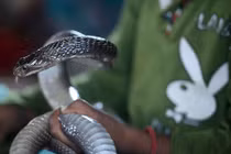 Bị rắn "thần" cắn, người đàn ông trở nên khác thường