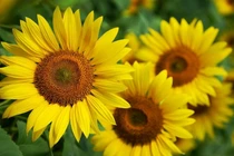 3 con giáp lộc lá nhất tháng 9, kinh doanh phát tài, mua may bán đắt