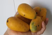 Xoài mút Trung Quốc bán chạy giữa lúc xoài Việt Nam thu hoạch rộ