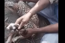 Video: Nhóm người dùng tay không tóm gọn báo hoa mai hung dữ