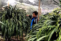 Đại gia cạn tiền, địa lan Trần Mộng ế chưa từng có