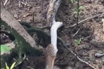 Video: Rắn hổ mang chúa nuốt chửng trăn gấm ở Singapore