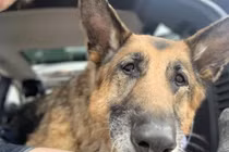 Cộng đồng thương tiếc sự ra đi của River, chú chó linh vật của Fallout 4