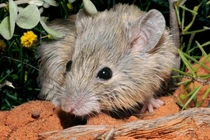 Phát hiện loài chuột tưởng đã tuyệt chủng một thế kỷ trước ở Australia
