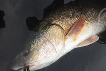 Ngư dân Quảng Bình bắt được cá lạ nặng 3kg, nghi là sủ vàng