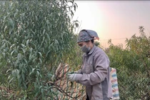 Vặt lá ra tiền: Công việc đơn giản kiếm thêm thu nhập ít người biết