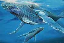 Cá voi sát thủ chịu thua trước “thần hộ mệnh” to lớn của đại dương 