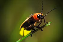 Có phải Đom đóm phát sáng để thu hút 'bạn tình'? 