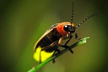 Có phải Đom đóm phát sáng để thu hút 'bạn tình'? 