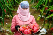 Trồng thanh long ruột đỏ, mỗi sáng đi bộ quanh vườn có ngay tiền triệu