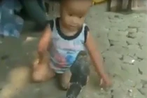 Video: Bé trai tát, túm đầu hổ mang chúa không chút sợ hãi