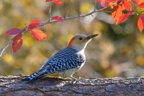 4 con giáp cả đời rực rỡ, 20 tuổi hấp dẫn, 30 phong độ, 40 tài vận vây quanh