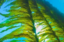 Rong biển, đặc biệt hữu ích đảm bảo tương lai nhân loại