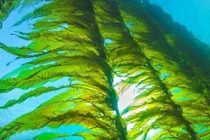 Rong biển, đặc biệt hữu ích đảm bảo tương lai nhân loại