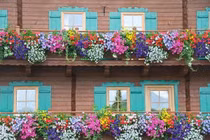 Ban công trồng cây này thì cứ may sẵn 'túi ba gang' mà đón tài lộc