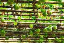 Thứ từng làm hàng rào ở Việt Nam, nước ngoài xem là “dược vương“