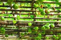 Thứ từng làm hàng rào ở Việt Nam, nước ngoài xem là “dược vương“