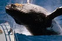 Sự thật việc người đàn ông bị cá voi nuốt chửng