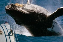 Sự thật việc người đàn ông bị cá voi nuốt chửng