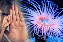 Phát hiện liên hệ gây sốc giữa con người và quái vật biết mọc lại đầu