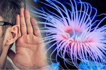 Phát hiện liên hệ gây sốc giữa con người và quái vật biết mọc lại đầu