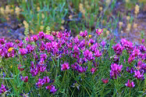 Sao may mắn vây quanh với người sinh ngày Âm lịch này 