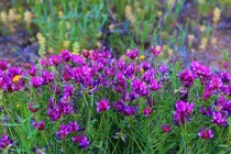 Sao may mắn vây quanh với người sinh ngày Âm lịch này 