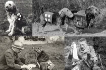 Mercy dog - Những người hùng thầm lặng trong Thế chiến thứ nhất