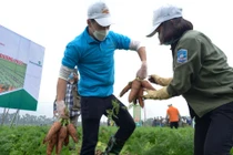 Cận cảnh Hoàng Đức thi nhổ cà rốt tại quê nhà Hải Dương