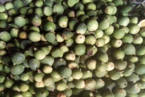  Xưa mọc dại không ai hái, nay dân hái bán 400.000/kg thành đặc sản nổi tiếng