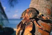 Loại cua lớn nhất trên cạn, ăn ngon đến mức bị đe doạ tuyệt chủng