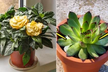 7 loại cây gia đình nên trồng quanh nhà, giúp cải thiện sức khỏe