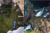 Loài cá sống ở Hố Quỷ chỉ còn 38 con, chi phí bảo tồn hơn 90 tỷ đồng