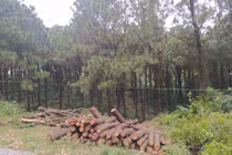 Tin nóng ngày 8/1: Tạm giữ trụ trì chùa Chân Tiên, điều tra vụ chặt rừng