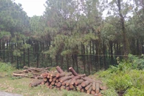 Tin nóng ngày 8/1: Tạm giữ trụ trì chùa Chân Tiên, điều tra vụ chặt rừng