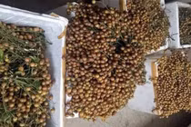 Loại quả ăn rát lưỡi, nhiều hạt nhưng đừng bỏ qua tác dụng tuyệt vời của nó