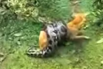 Người chủ dũng cảm đánh trăn khổng lồ, cứu sống chú chó 