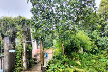 Thi thể cụ bà 95 tuổi chôn trong vườn: Người con trai khai gì?