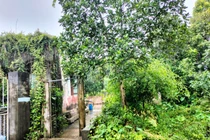 Thi thể cụ bà 95 tuổi chôn trong vườn: Người con trai khai gì?