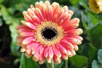 Đúng sáng mùng 1 âm, đặt 5 loại hoa này lên bàn thờ để cả tháng may mắn