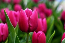 Giữa tháng 5, 3 con giáp biến nguy thành an, sự nghiệp dần khởi sắc