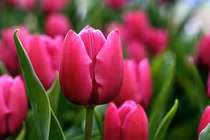 Giữa tháng 5, 3 con giáp biến nguy thành an, sự nghiệp dần khởi sắc